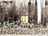 白沙河候鳥集結 人與自然和諧共處