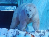 青岛极地北极熊也爱吃“月饼”，可爱犯规！