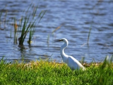 山东青岛：湿地公园水鸟“群舞”