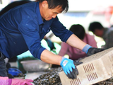 青岛：养殖蛤蜊进入丰产春收时段 渔民优选上市促增收
